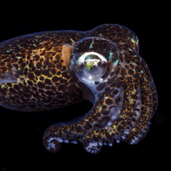 Daily Dive # 064 | A Glowing Relationship Between Hawaiian Bobtail Squid and Bacteria